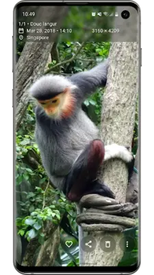 Aves Gallery android App screenshot 5